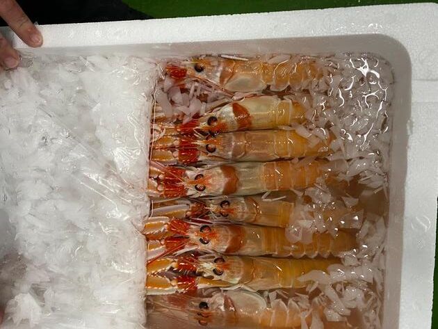 Pesconil-Mariscos-Galera-Coral Pesconil-Mariscos-Galera-Coral