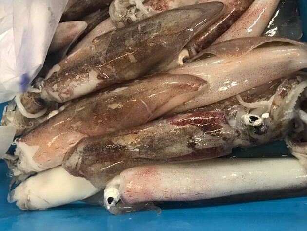 Pesconil-Moluscos-Calamar