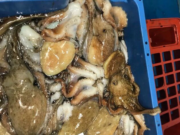 Pesconil-Moluscos-Pulpo