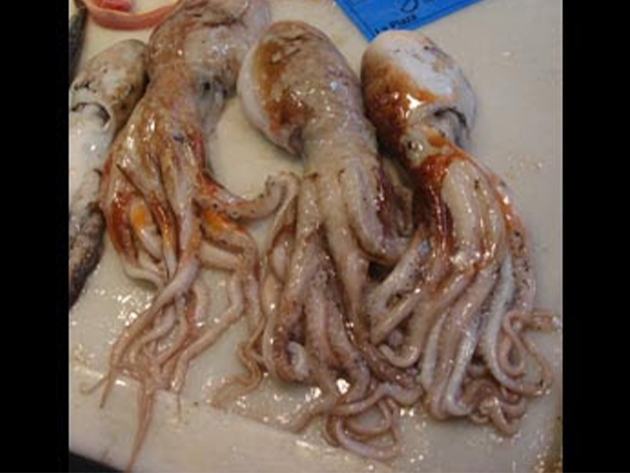 Pulpo almizclado